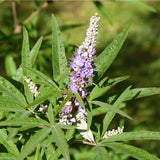 Vitex